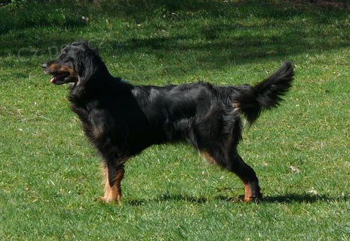 Zad�m �t��ata hovawart s PP