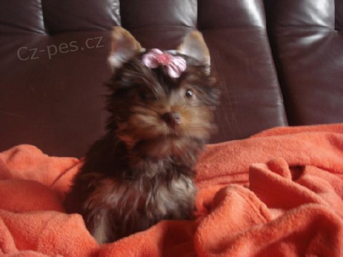 �okol�dov� jork��rek - fene�ka s PP