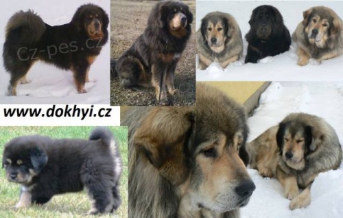 Tibetsk� Doga �t�n�