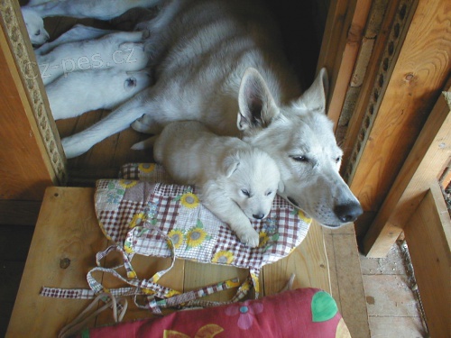 B�l� �v�carsk� ov��k