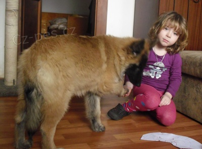 Belgick� ov��k Tervueren