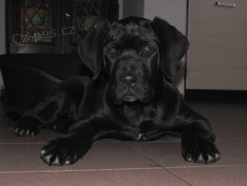 TOSA INU  �t��ata  s PP