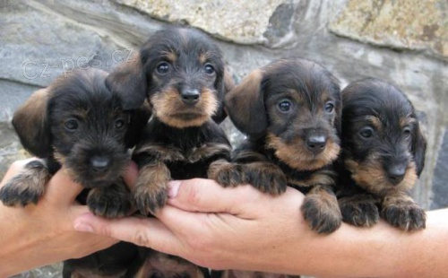 Prod�m �t���tka jezev��k� drsnosrst�ch trpasli��ch