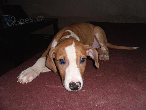 Americk� pitbullteri�r s PP