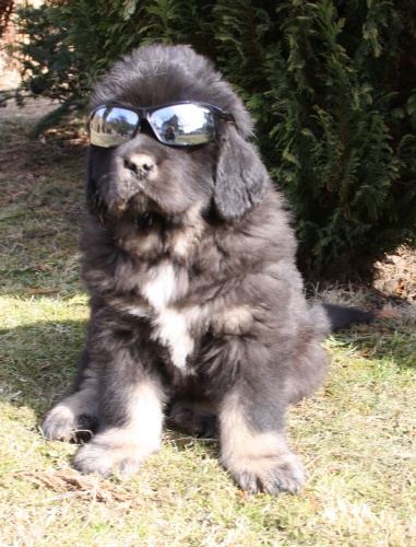 Tibetsk� doga - �t��ata s PP