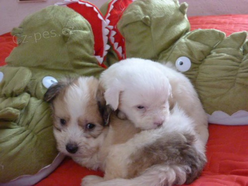 �istokrevn� �t���tka Coton de Tulear bez PP