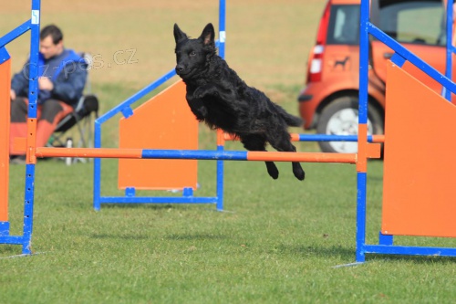 kurz agility pro za��te�n�ky - Ostrava