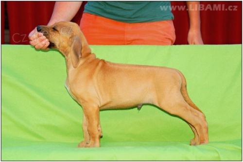 Rhodesian Ridgeback / Rhod�sk�