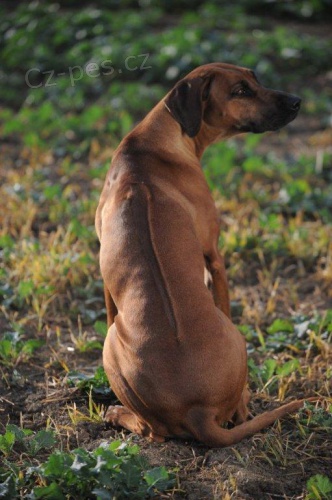 Rhod�sk� ridgeback �t��ata s PP