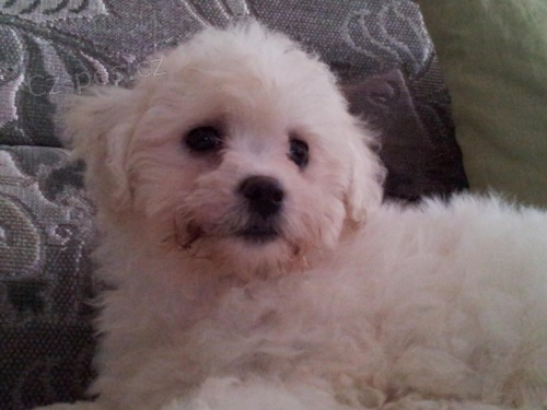 Pred�m fenku bisonka