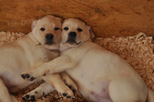 Labrador retriever - �t��ata s PP