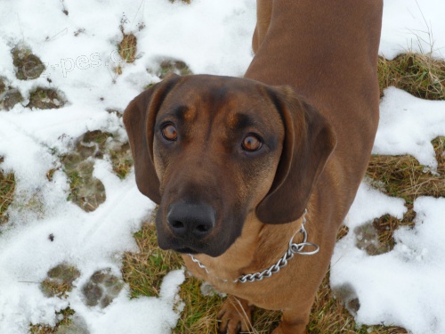 Barv��ka hled� �enicha