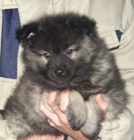 N�meck� �pic vl�� / Keeshond - �t��ata s PP