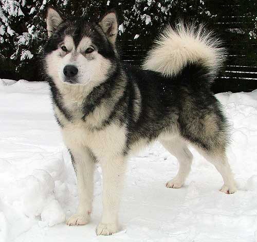 �t��ata Alja�sk�ho malamuta.