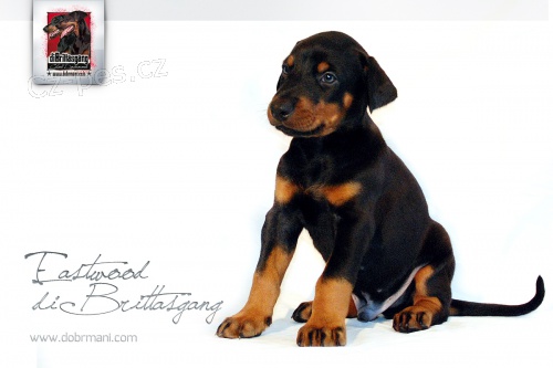 Dobrman �t��ata s PP
