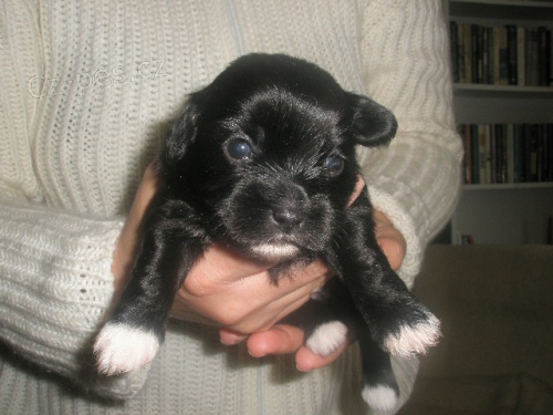 Bolo�sk� ps�k barevn�-rusk� bolo�ka