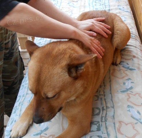 V�kendov� kurzy mas�e a stretchingu ps�