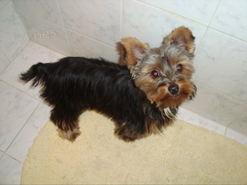 Kryt� jork��rsk� teri�r, jork��r