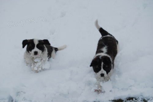 �t���tka s PP