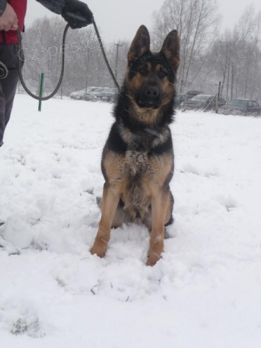 N�meck� ov��k- pes 8 m�s�c�