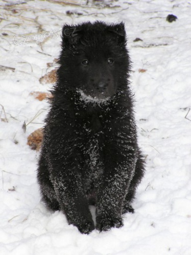 N�meck� ov��k-Dlouhosrst�