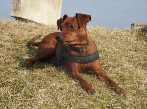 Trpasli�� pin� - �t���tka