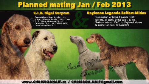 Irsk� vlkodav - �t���tka s PP