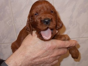 Irsk� setr - �t���tka s PP