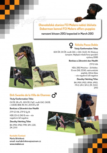 Dobrman � prodej �t��at s pr�kazem p�vodu, odb�r 4/13