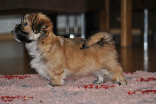 �t��ata Lhasa Apso s PP