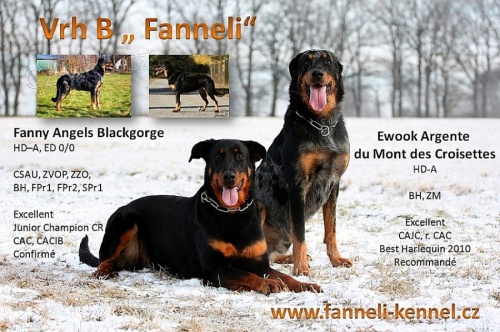 Beauceron - �t��ata s PP
