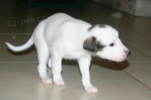 �t���tka dlouhosrst�ch vipet�