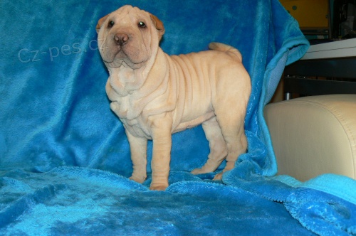 shar-pei �arpej