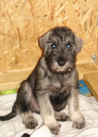 Kn�ra� st�edn� - kr�sn� �t���tka