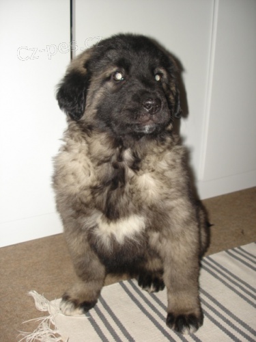 �arplaninsk� pasteveck� pes