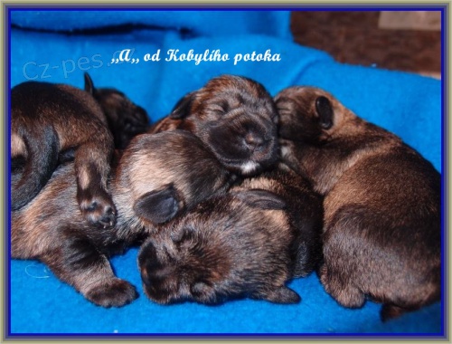 Kn�ra� mal� pep� a s�l