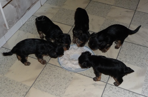 Prod�m �istokrevn� �t���tka jork��ra men��ho vzr�stu