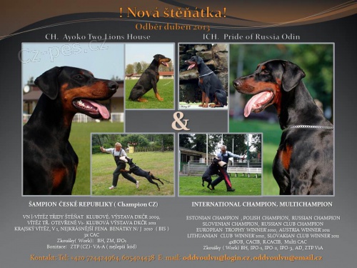 Dobrman - �t���tka s PP