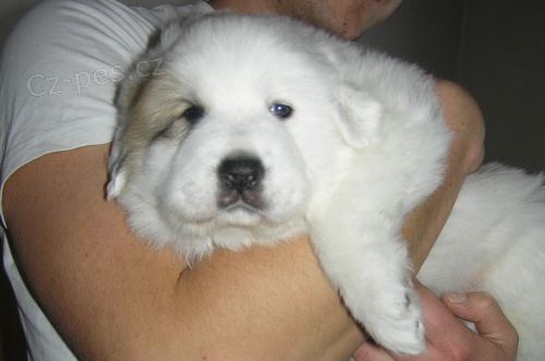 PYRENEJSK� HORSK� PES - �t��ata s PP