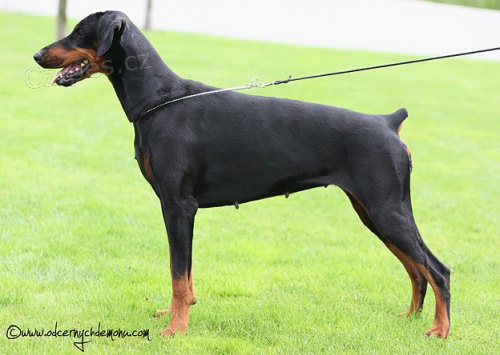 Dobrman s PP, skv�l� pejsci k odb�ru v Praze