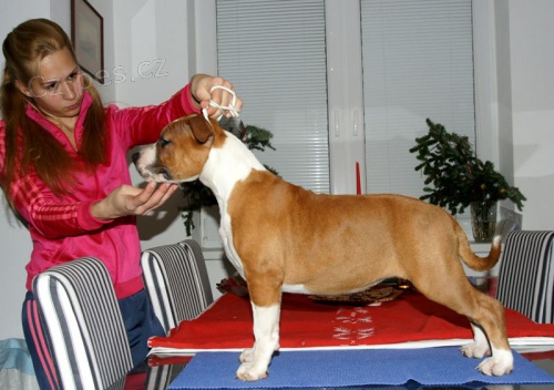 Americk� staford��rsk� terier s PP