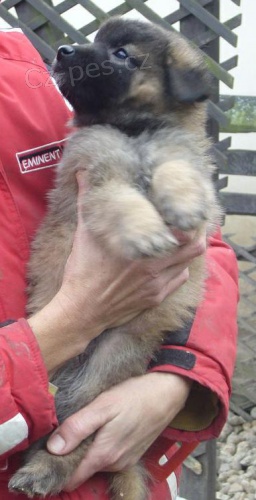 Belgick� ov��k Tervueren