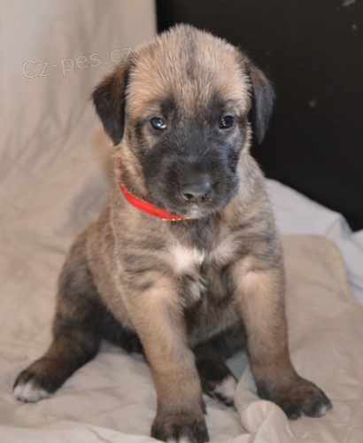 Irsk� vlkodav �t���tka s PP