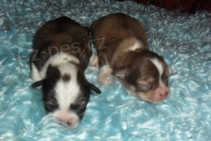 �ivava - �t��ata bez pp