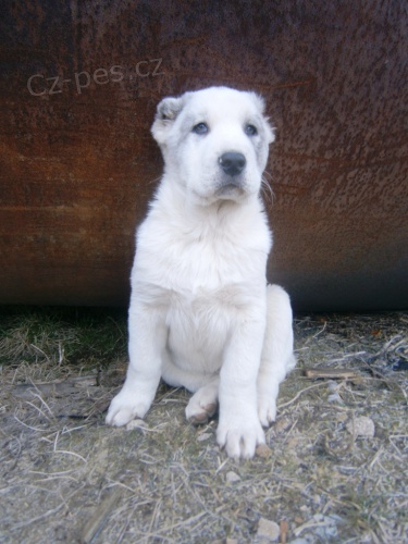 St�edoasijsk� pasteveck� pes SAO �t��ata bez PP