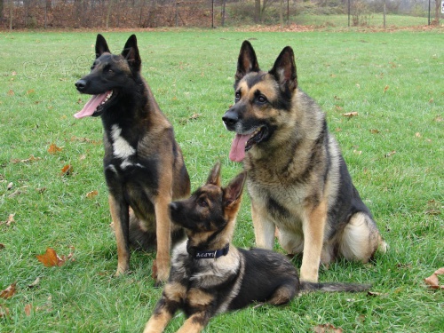 N�meck� ov��k