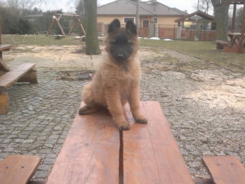 Belgick� ov��k tervueren