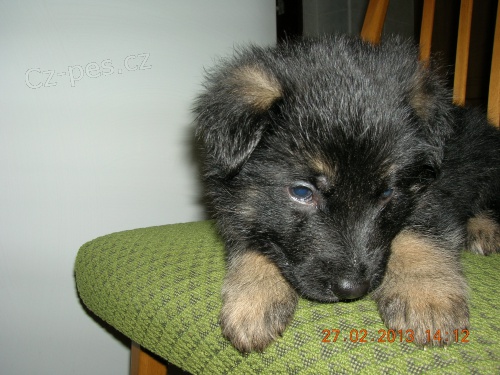 N�meck� ov��k - prod�m �t��ata