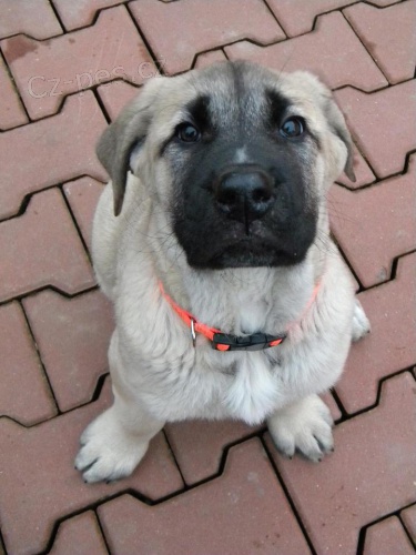 T��m�si�n� fenka s PP