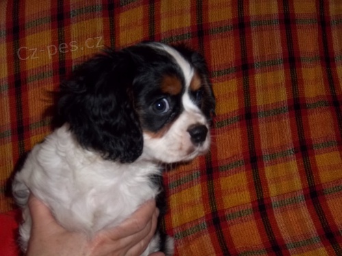 kaval�r king charles �pan�l